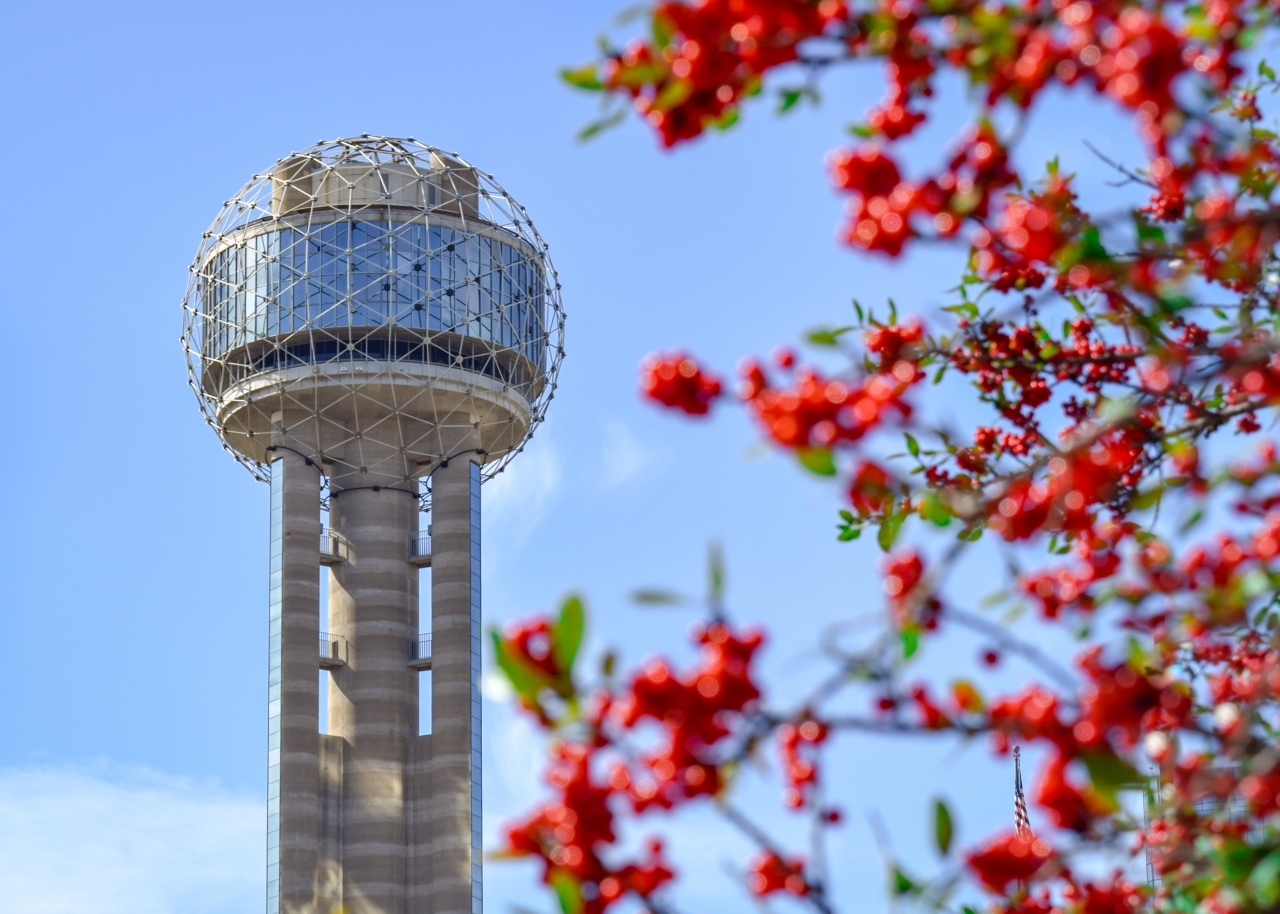 Famous Dallas Tower and Red Berries on Tree in Foreground (Spring) - Dallas, Texas, USA